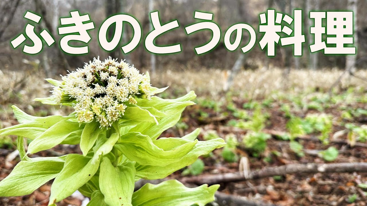 ふきのとうを収穫して作る美味しい一品