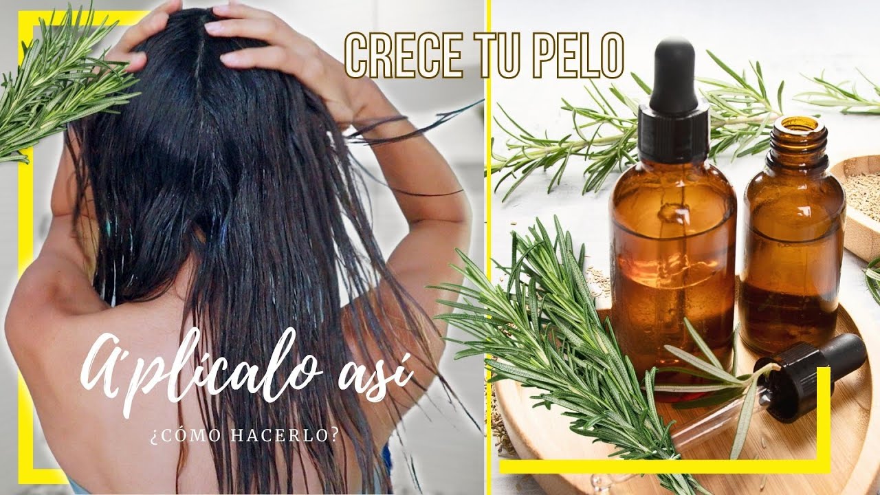 Aceite de Romero Casero para el Crecimiento del Cabello 🪴 ¿Cómo hacerlo? ¿Cómo Aplicar? ¡CUIDADO!