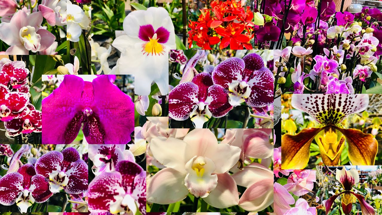 🔰❌Orchids Family & more❌🔰GartenCenter Tour & Green experience‼️PinayGerman #grünerleben #orchid