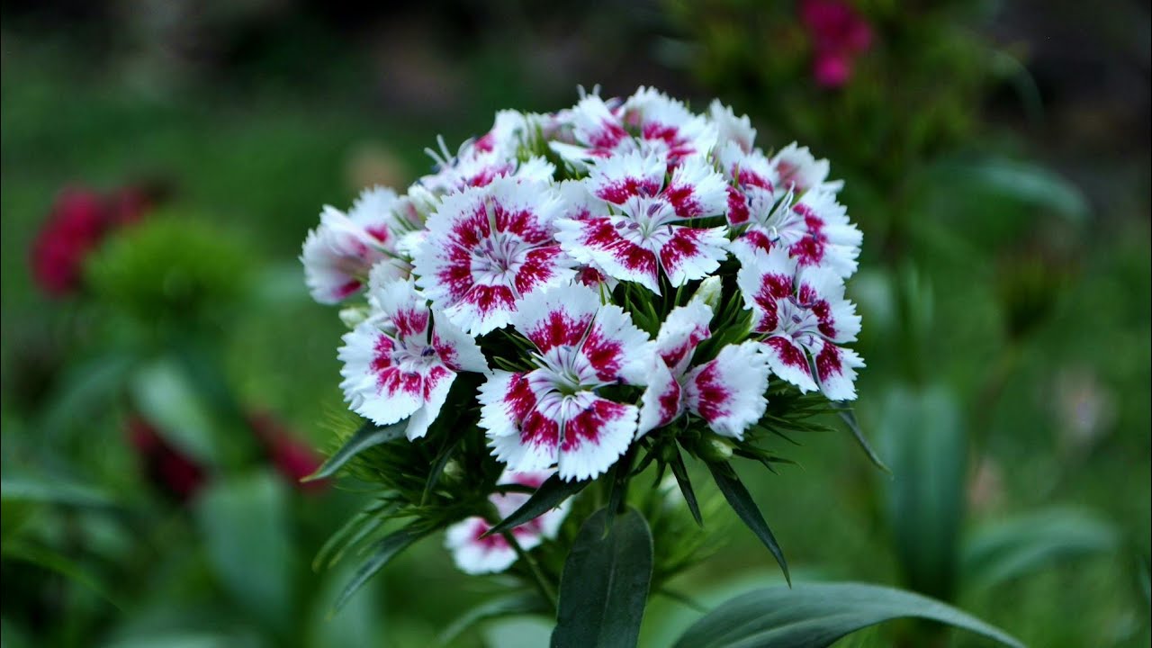 How to Care for Dianthus - Planting Dianthus - Dianthus Tips and Tricks - Dianthus Annual Perennial