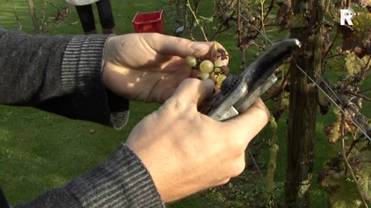 Slechte oogst, maar goede wijn in Puttershoek