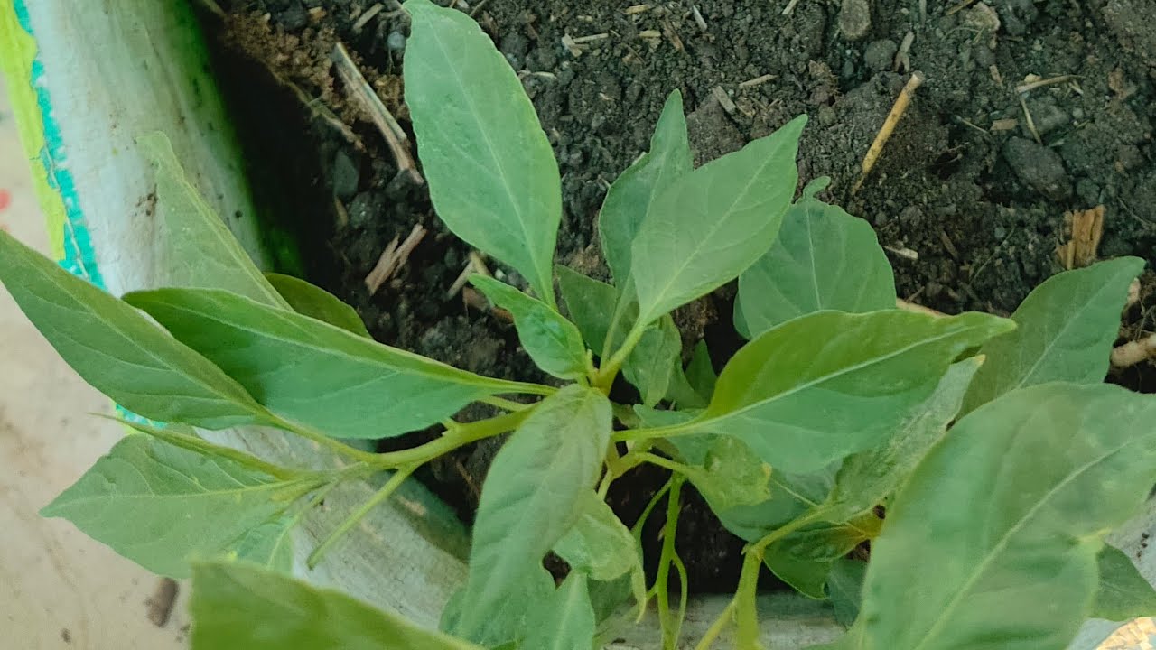 Live 🙏🙏 welcome to my garden please share subscribe support 👈