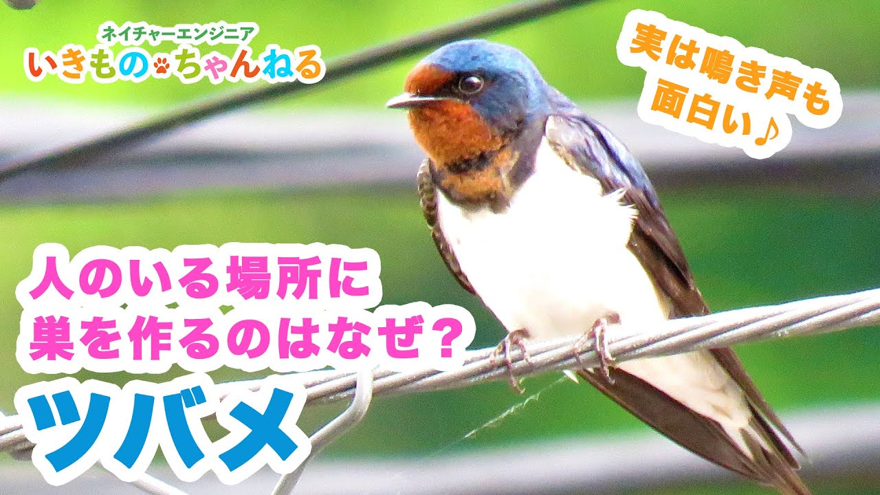 ツバメが人のいる場所に巣を作るのはなぜ？ツバメは人と共生してきた鳥