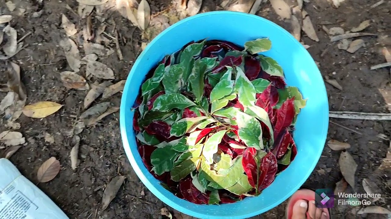 PROPAGATING KATSURA