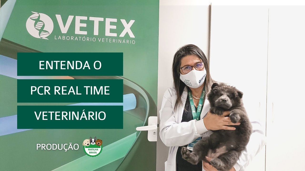 O que é PCR EM TEMPO REAL Veterinário e como funciona?
