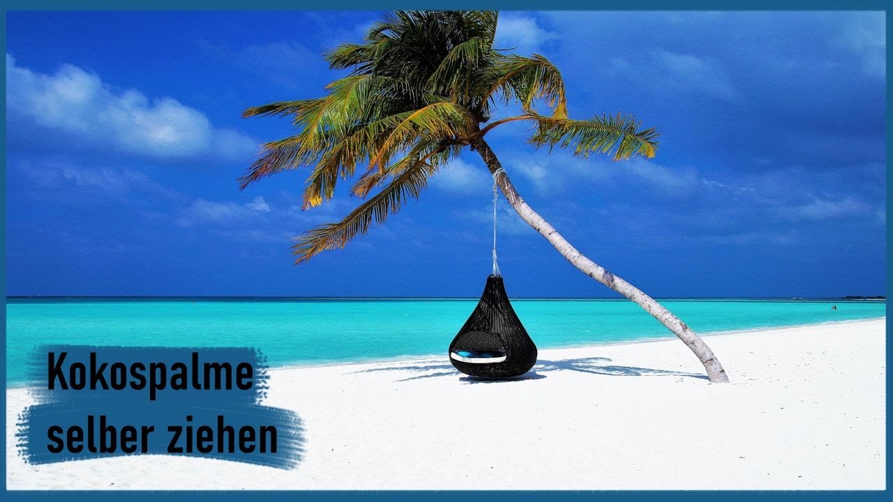 Kokospalme selber ziehen Teil 1 | German