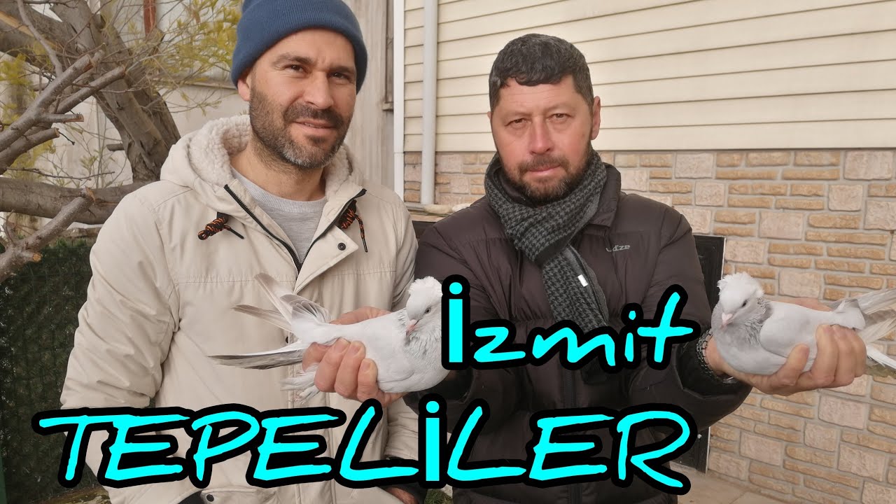 Üç Kümes Dolusu İzmit Yerli Kuşları.Tepeli Ballı, Silik Sarıkır, Kara Kalem.. 05433589565