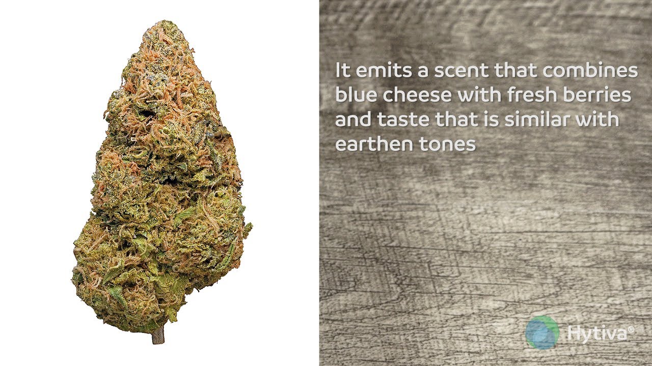 Purple Cheese Strain Review