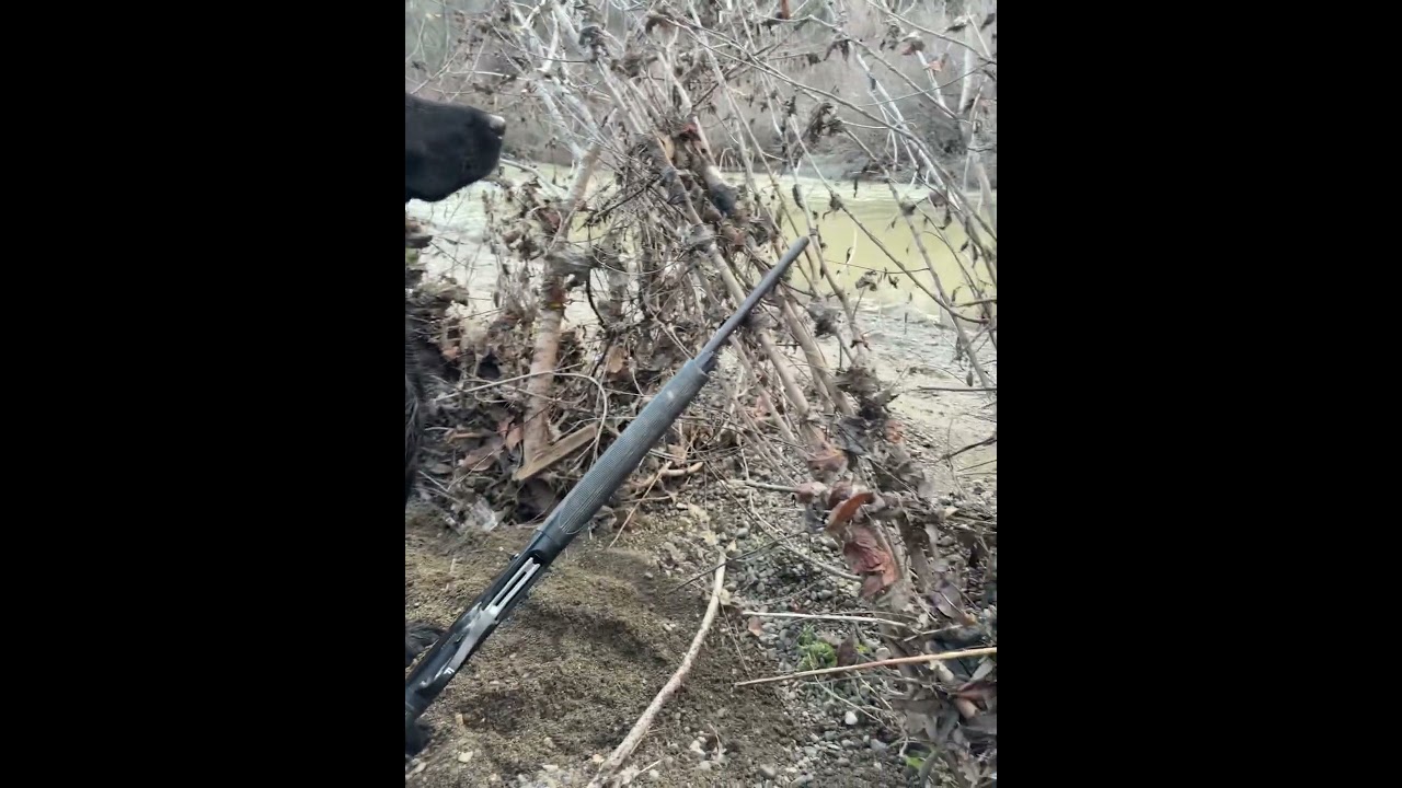 Diesel is ready for duck hunting