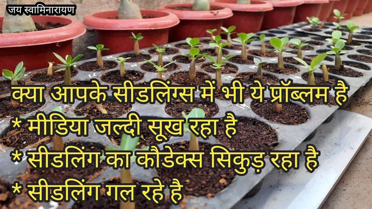 How To Treat Adenium Seedlings Dumpingoff ,Seedling Shrink, Media Drying Faster