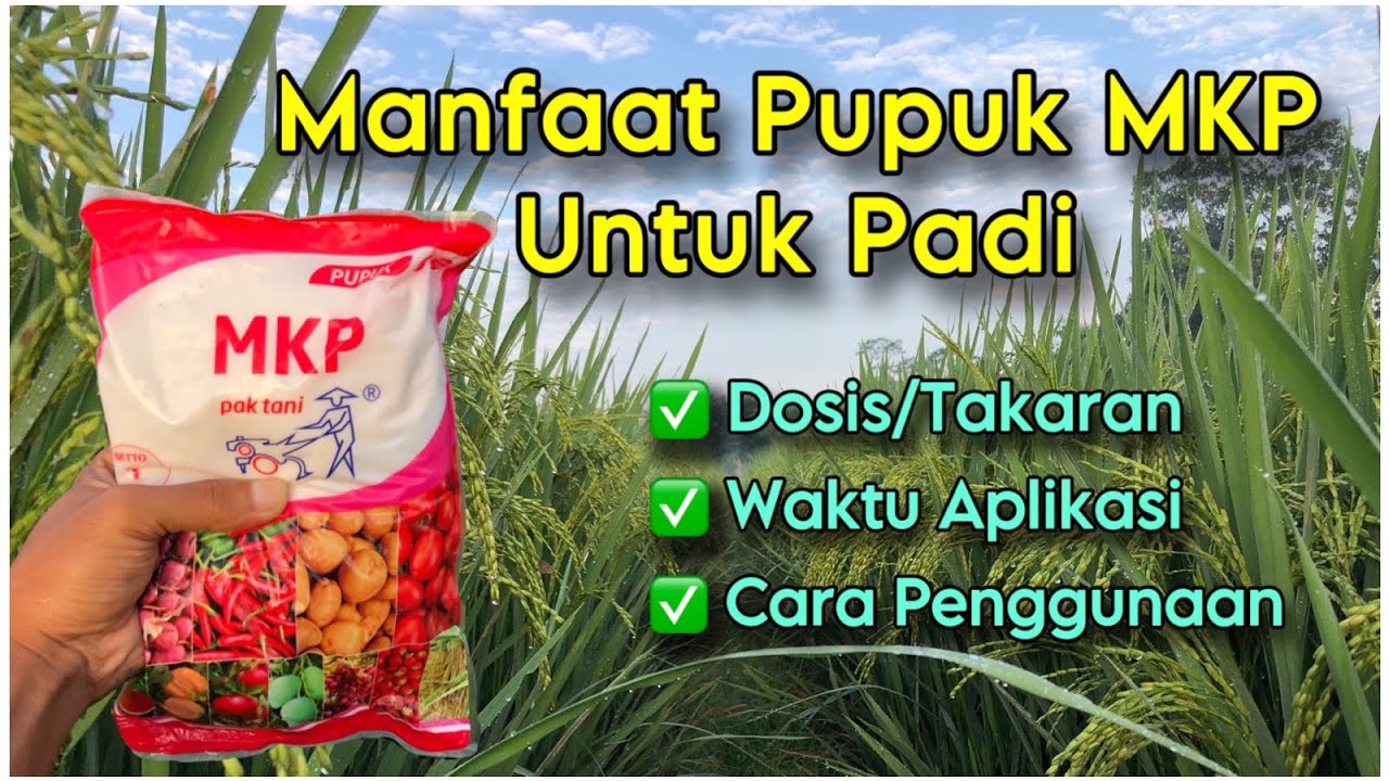 Manfaat Dan Dosis Pupuk MKP Untuk Tanaman Padi | Pupuk Penambah Bobot Padi