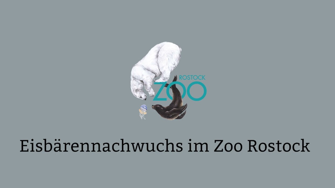 Niedlicher Nachwuchs bei den Eisbären im Zoo Rostock
