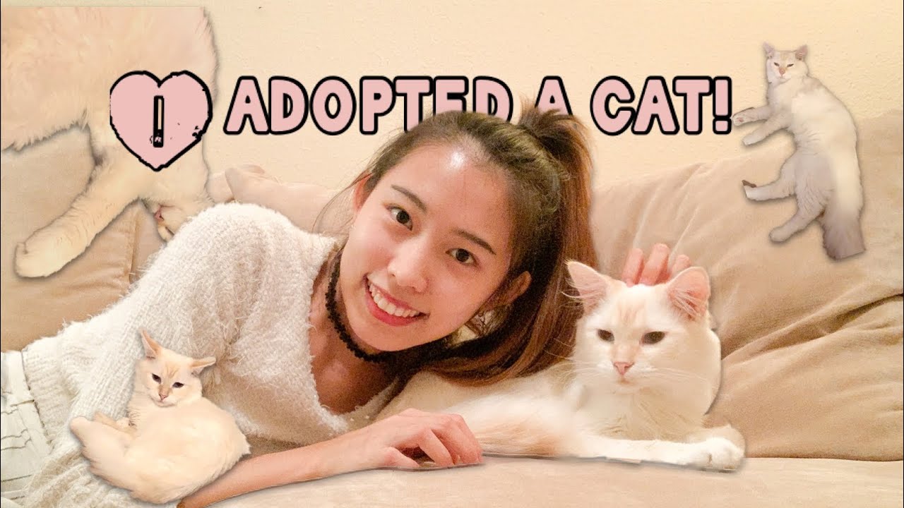 我在美國領養了一隻布偶貓🐈 還幫他取了炫砲的名字🇺🇸 I adopted a ragdoll cat!｜ 妮可 Nicole Hsiao