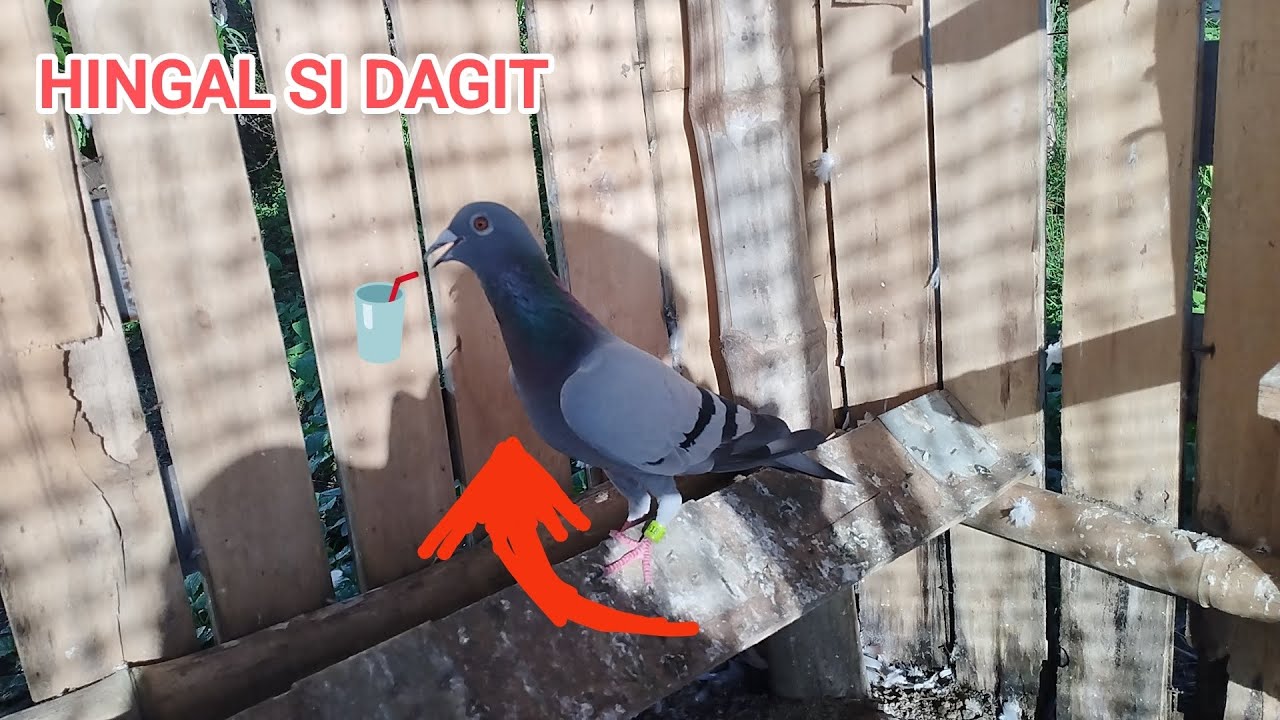 ANG KINIS NA NI BLUEBAR DAGIT | #pigeon #