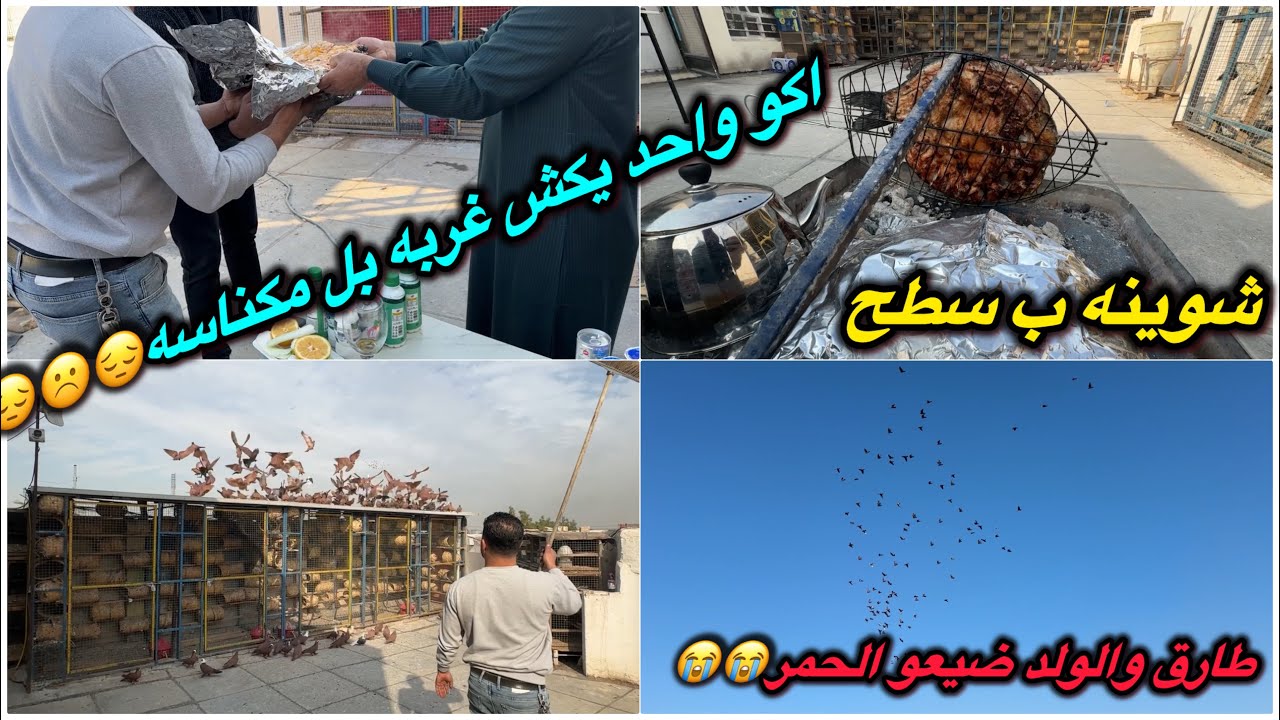 كشو الغربه بل مكناسه😭😭ضاعت الحمر😳😳جلسه غده بل سطح❤️❤️❤️❤️