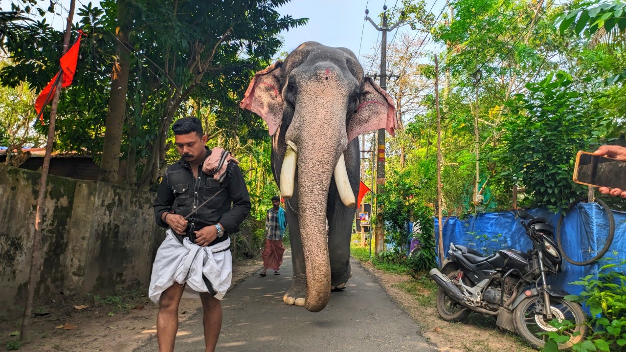 പൂരനായകനെ വഴിയടിച്ചു വരുന്ന മഹേഷേട്ടൻ Thiruvambadi chandrasekharan @perinjanam mumbuveettil Temple