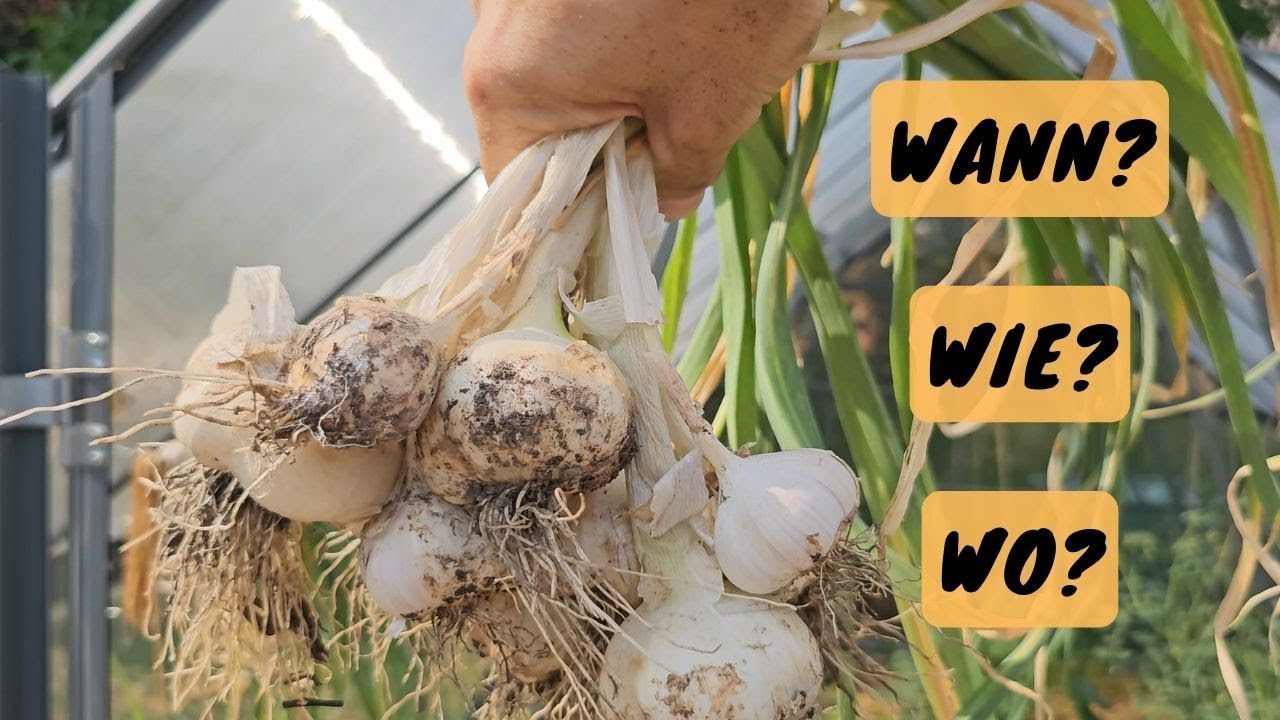 Knoblauch: Wann ernten? Wie lagern? Wo ist der Knobi am besten gewachsen?