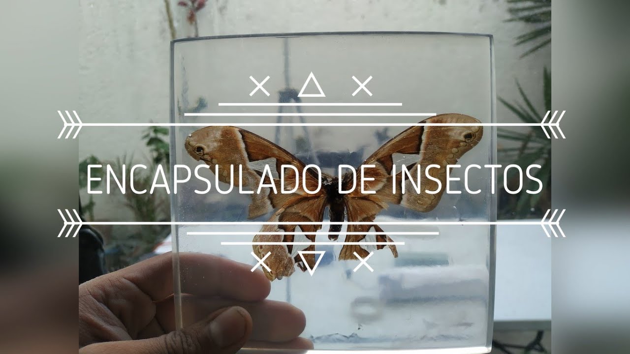 Encapsulado de insectos en resina cristal