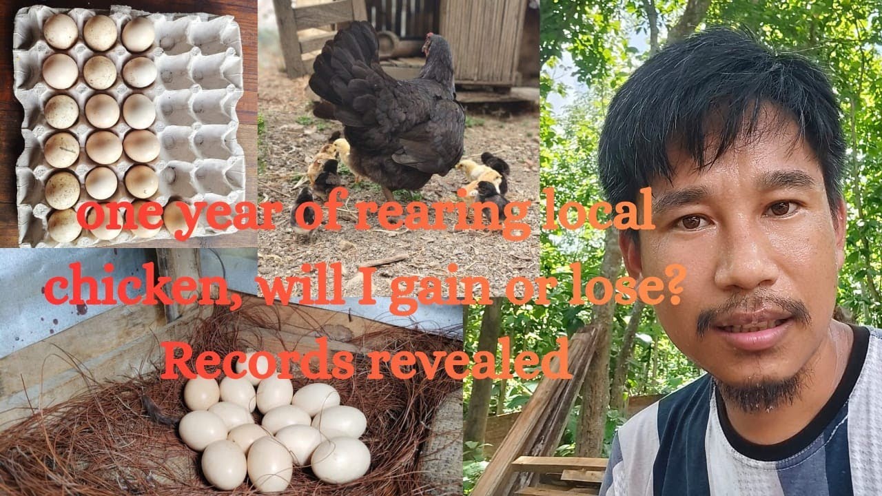 1 year of rearing Local Chickens, will I gain or lose? Here are the results.