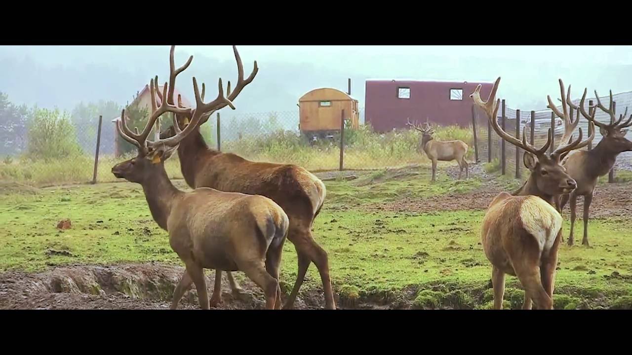 Живое золото Алтая 2016 (пантовое мараловодство)