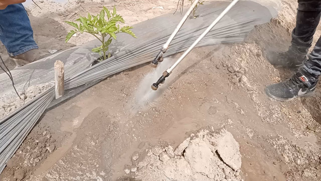 Lavado de ra&iacute;ces para monitorear nematodos agalladores