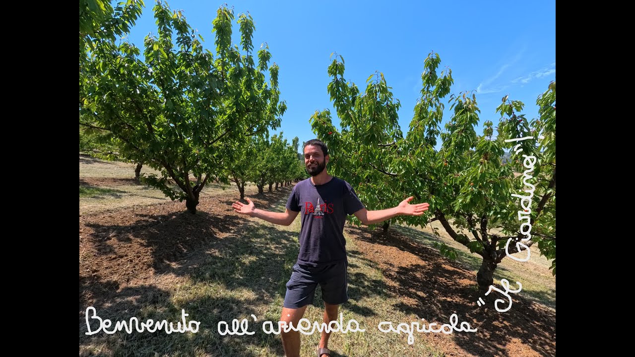 VIENI A RACCOGLIERE CILIEGIE E ALBICOCCHE NATURALI ALL'AZIENDA AGRICOLA 