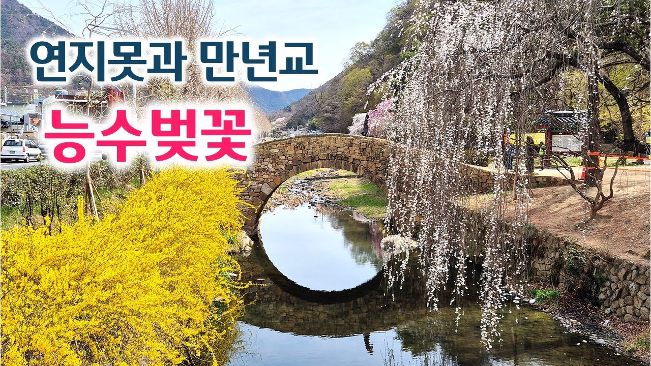 능수벚꽃 명소, 창녕 연지못과 만년교 | 봄꽃 명소 | 벚꽃 명소 | 사진 명소 | 여행, 트레킹 | 수양벚꽃