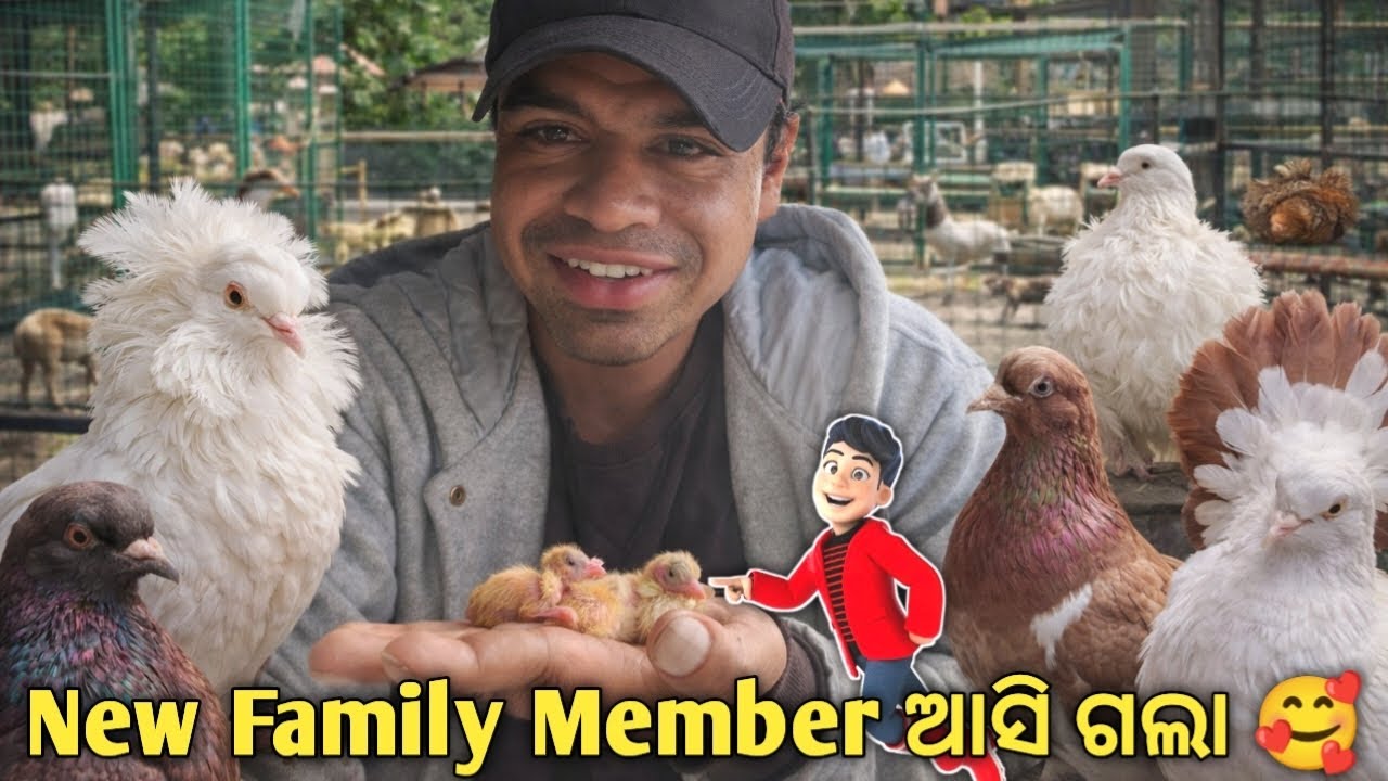 Pet House କେ New Member ଆସି ଗଲା 🐣 | Fancy Pigeon Baby | Mini Zoo Family ❤️ | Rabinpetvlog