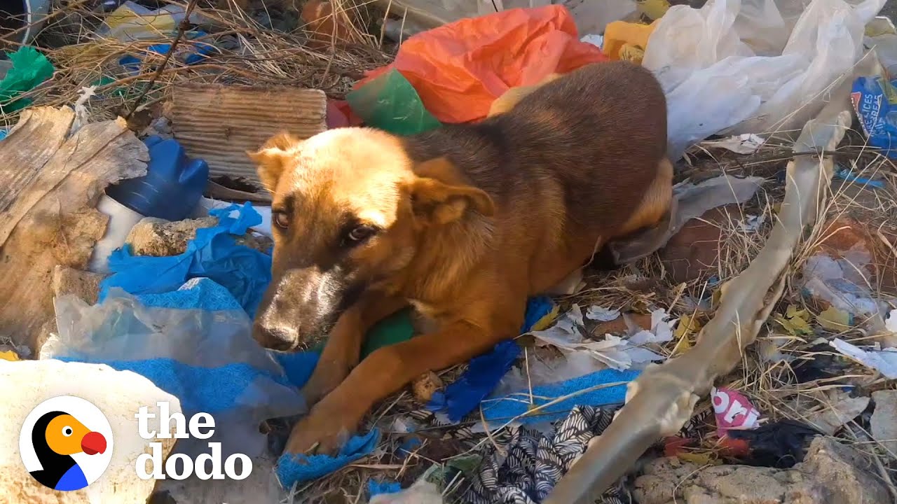 Dog Dumped in Trash Gets a New Home | The Dodo Faith = Restored