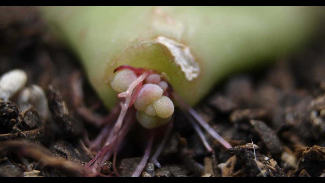 Sedum 