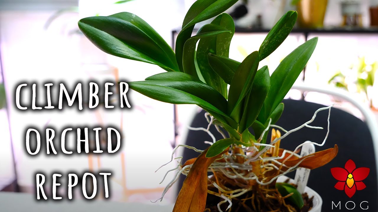 Oncidium Orchid climbing out of pot - Here's what I do!