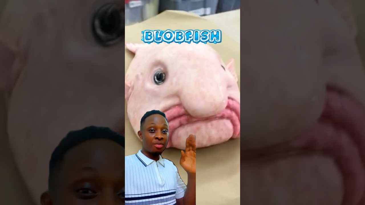 The Ugliest Creature on Earth: Blob Fish 
