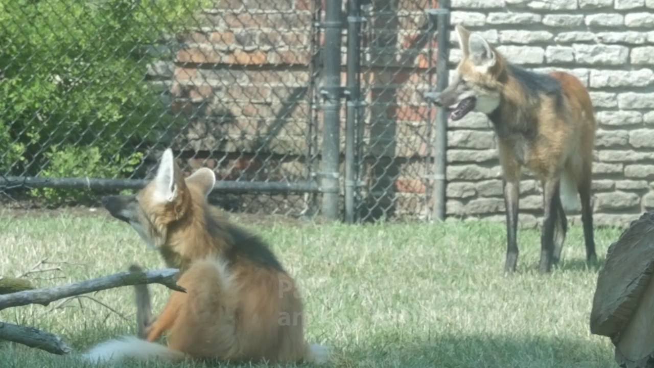 Our new Maned Wolves!