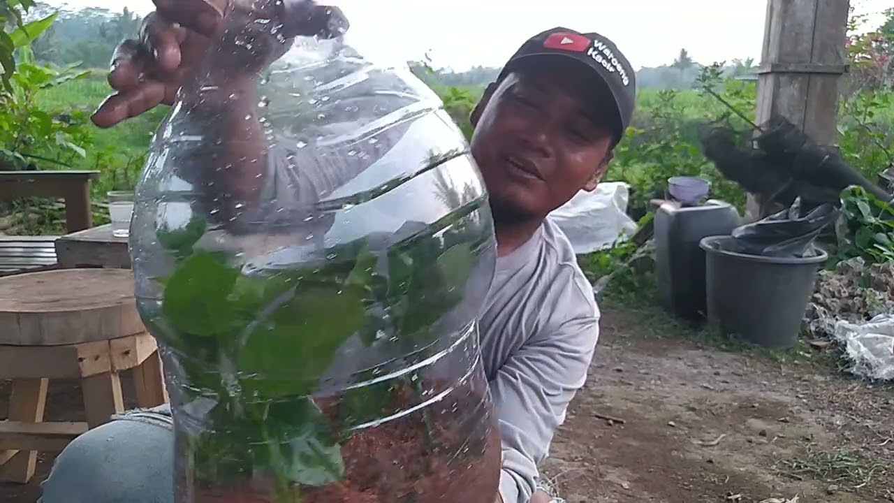 CARA STEK SANCANG  SUKSES di musim EXTRIM KEMARAU#shorts