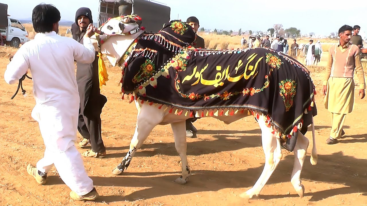 Highlights | Bulls Vlog | The Bull Gallery | 5 2 2026 | Fatehjangi Bulls