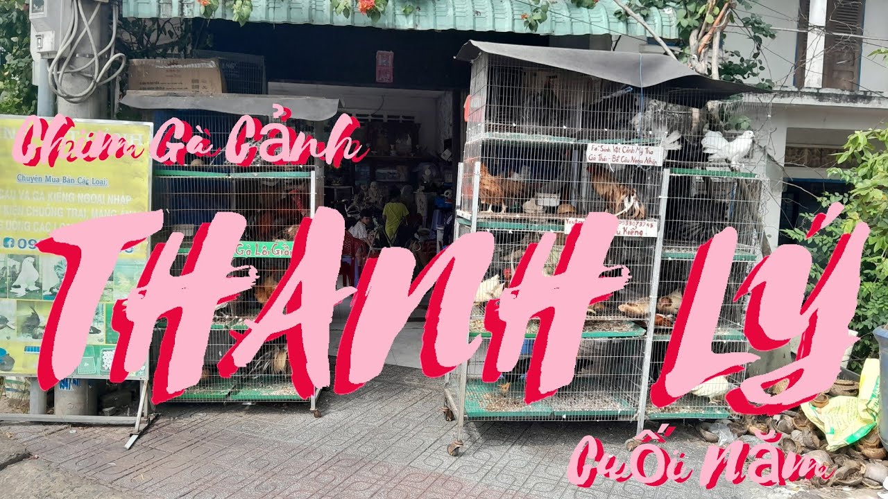 THANH LÝ CHIM GÀ CUỐI NĂM...