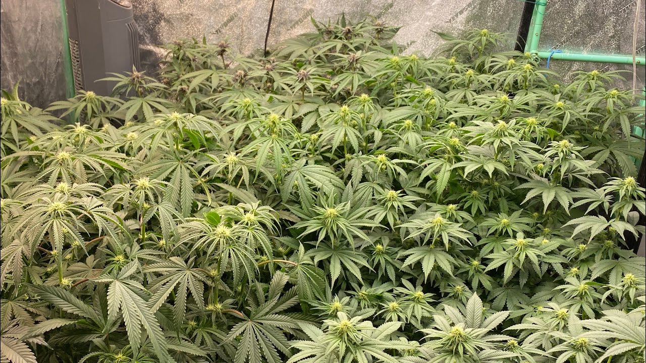 D16F Tropicana Banana, Dos-si-Dos 33, Purple Punch, Orange Sherbert, Blackberry OG CBD