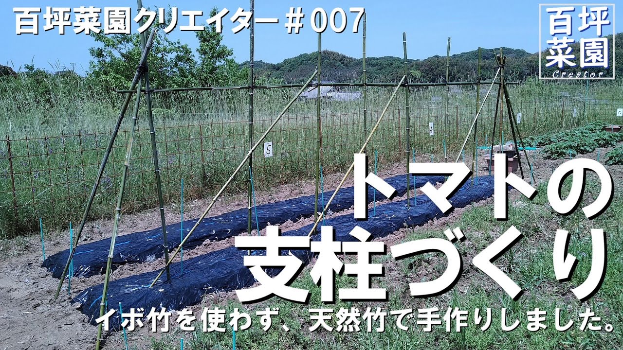 百坪菜園 007 トマトの支柱づくり（天然竹でDIY）