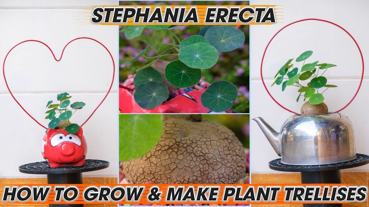 (Part 1) How to grow Stephania Erecta and make plant trellises