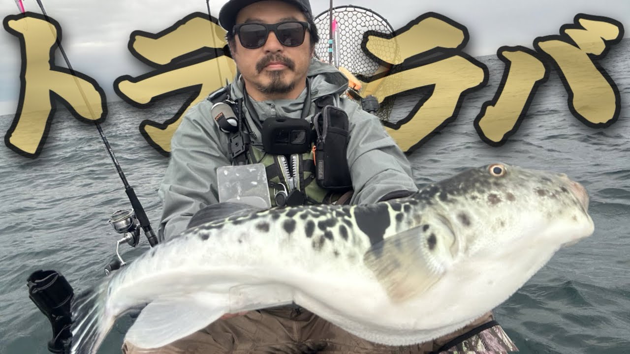 【トララバ】タイラバでトラフグを狙う#とらふぐ #虎河豚