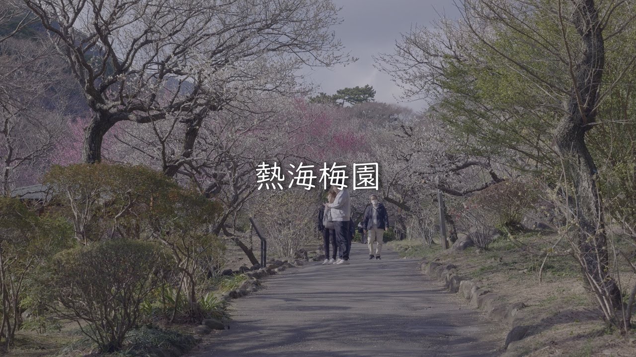 【2026】熱海梅園の梅まつりが開幕！現在の開花状況と早咲きの梅｜LUMIX S9 V-Log