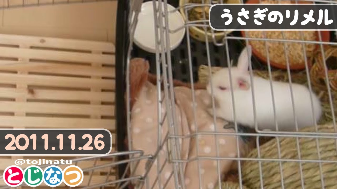 へやんぽに出る子うさぎさん【うさぎのリメル】