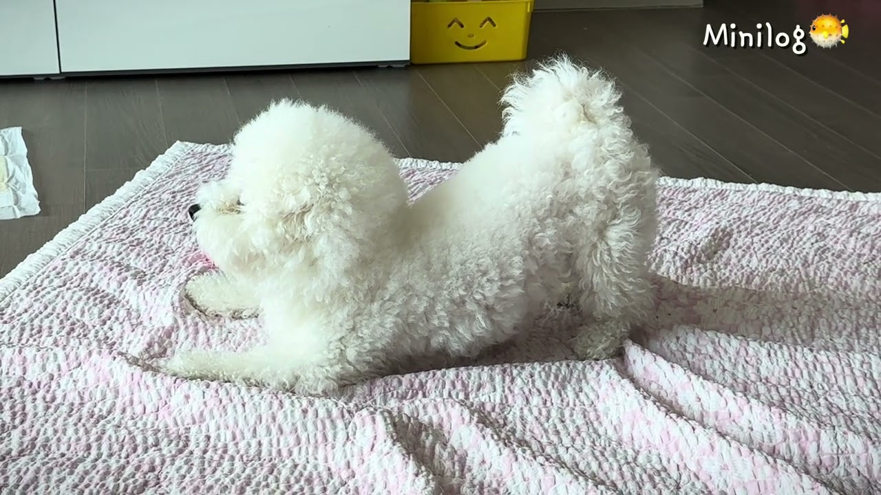 미니비숑 미니의 비숑타임 현장🐡🤍