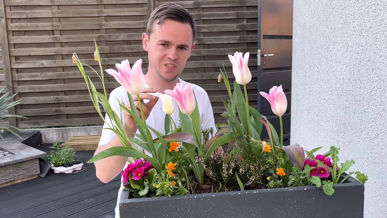 Les tulipes: pourquoi elles ne refleurissent pas?