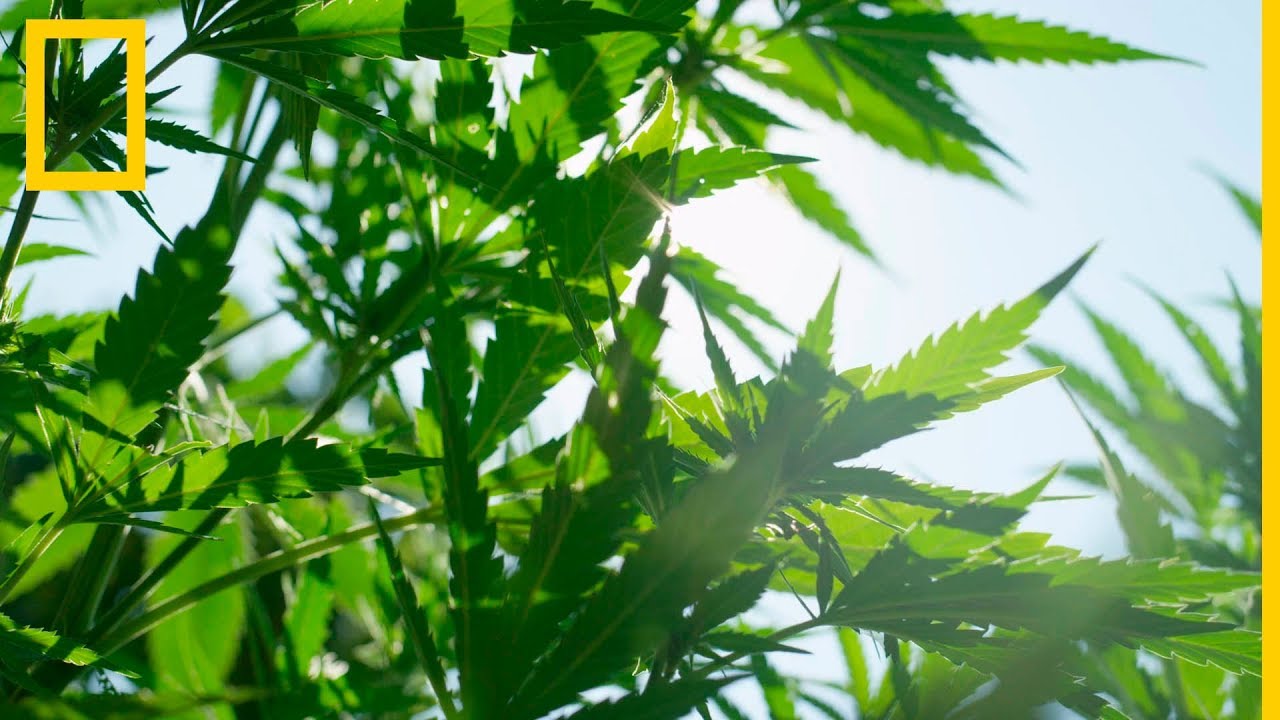 Cannabis 101 | National Geographic en Espa&ntilde;ol