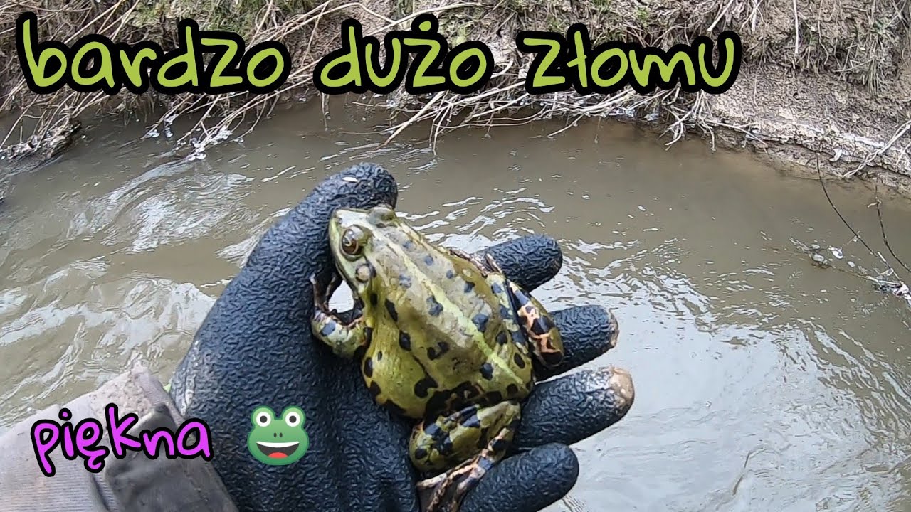 Magnes Neodymowy 150 Bardzo dużo złomu