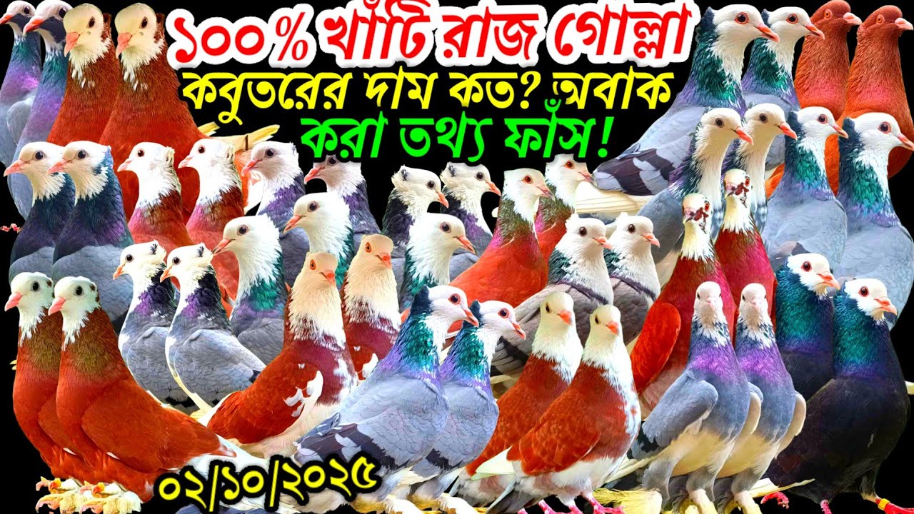  ১০০% খাঁটি রাজ গোল্লা কবুতরের দাম কত? অবাক করা তথ্য ফাঁস! বাংলাদেশ কাঁপানো আকর্ষণীয় দেশি কবুতর