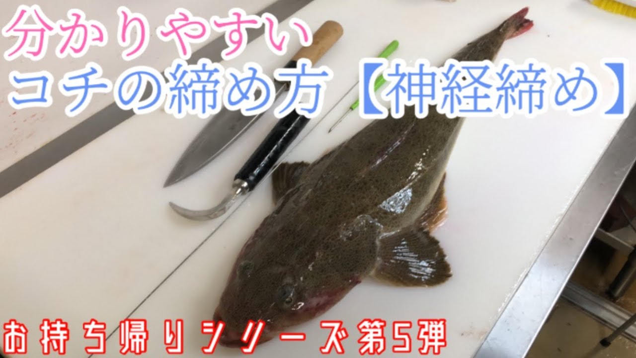 コチの締め方～三枚おろし【持ち帰りシリーズ】