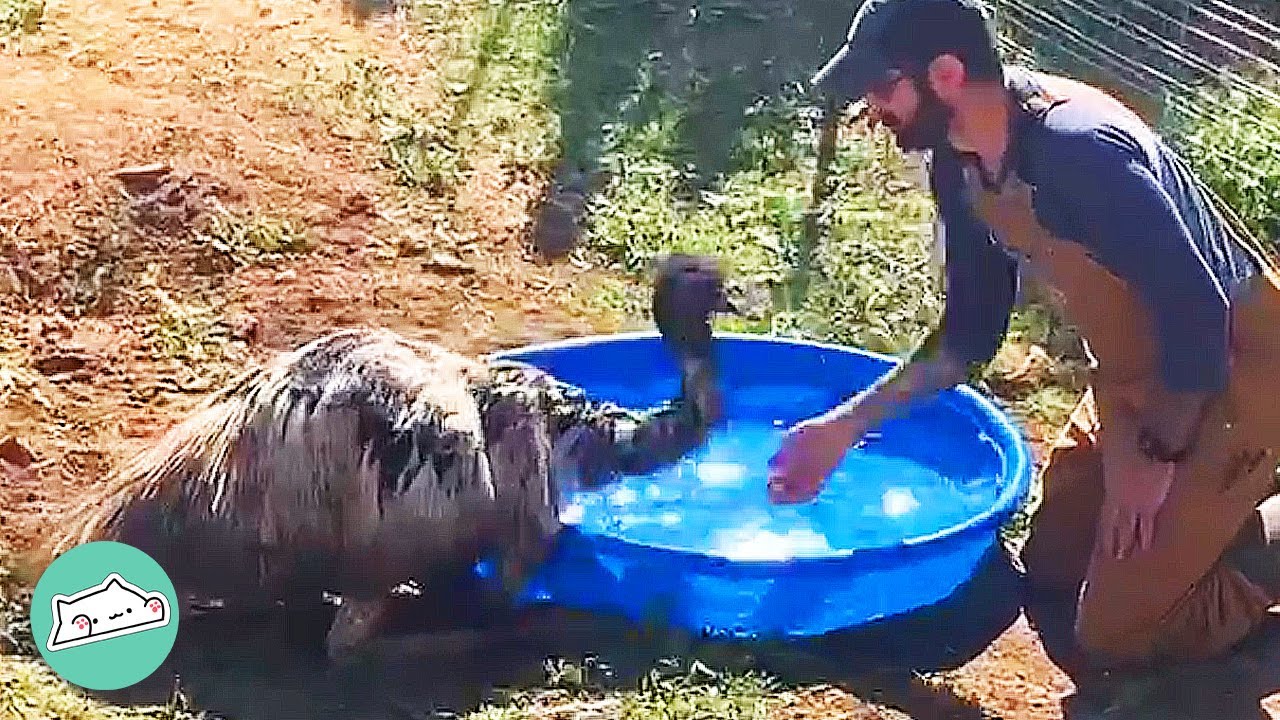 Emu Is In Love With Man. She Gets Jealous When Woman Is Around | Cuddle Buddies