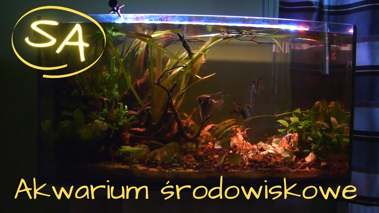 Akwarium środowiskowe - Ameryka Południowa dla skalarów